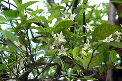 ナツミカン原樹の花