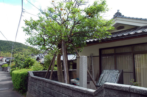 大日比のナツミカン原樹