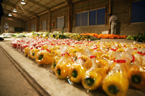 早朝から出荷された野菜