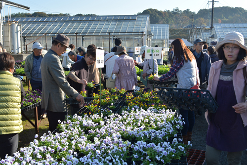 いろいろな花の苗が販売される