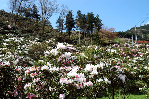 ４月１４日現在のしゃくなげ園