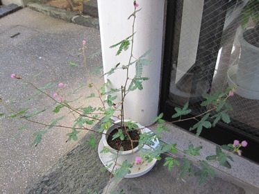 おじぎそう