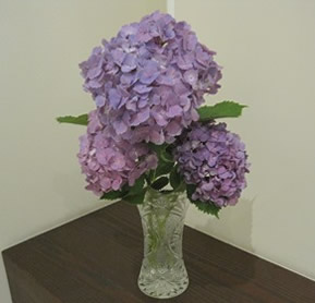 アジサイの花