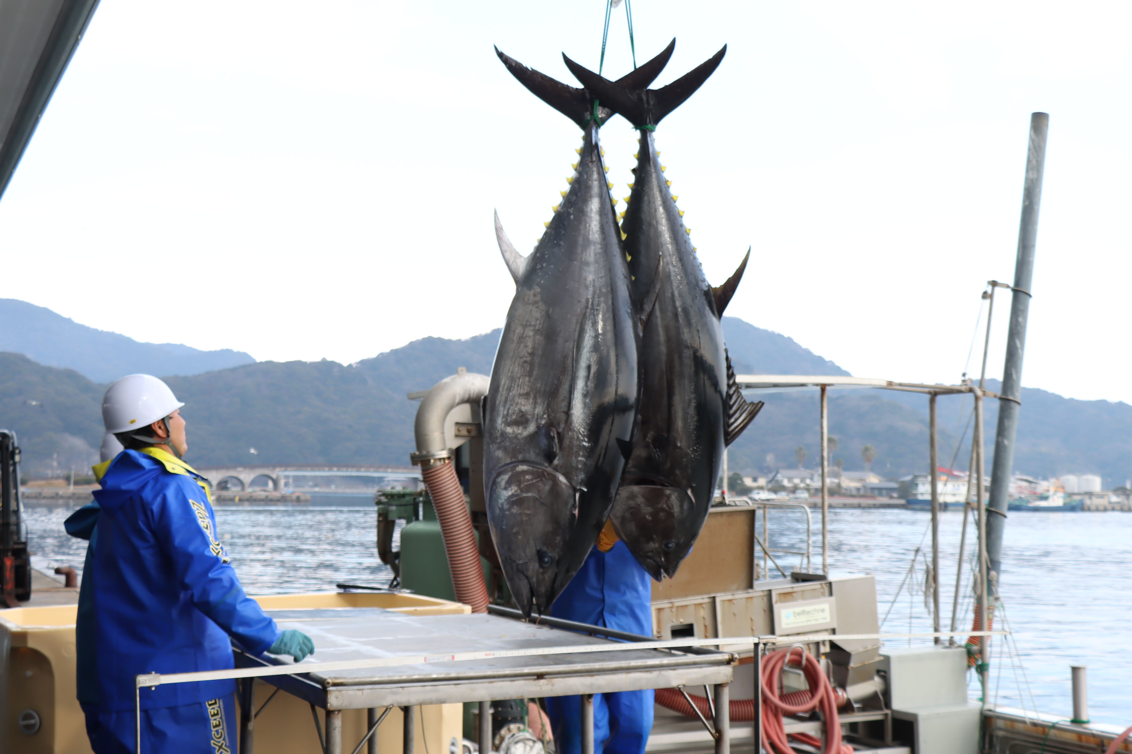 仙崎湾内で養殖されたクロマグロ