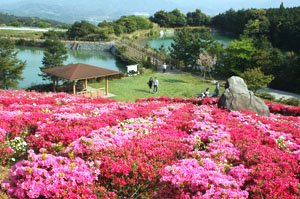 菅無田公園ツツジ