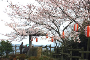 王子山さくら
