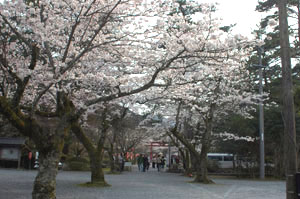 大寧寺さくら
