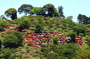 熊野山公園ツツジ