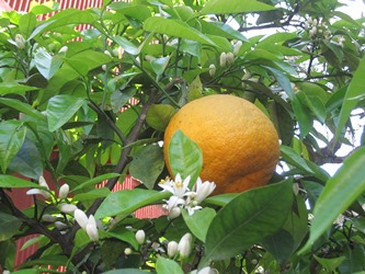 だいだいの花