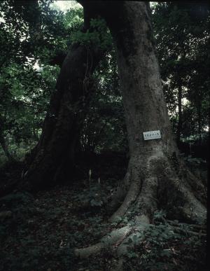 日吉神社のオガタマノキ巨樹群