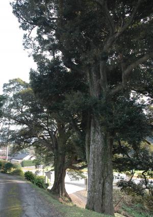 西光寺椎ノ木巨樹群