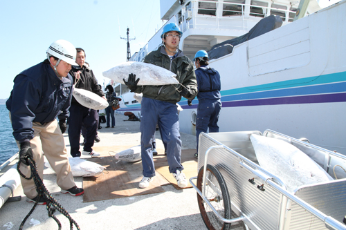 マグロはえ縄操業の実習では過去最高となる14.9トンの水揚げが