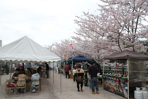 会場となった音信川河川公園の桜は満開に