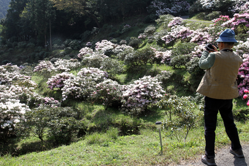 写真におさめるなど多くの人が花を楽しむ