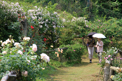 園内ではバラの花の形や香りを楽しむ人の姿も