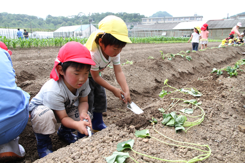 スコップで掘って苗を植える