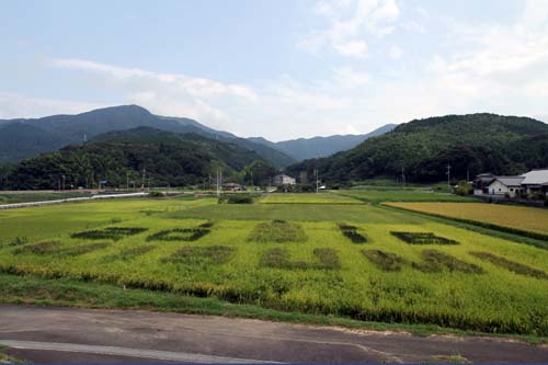 5月27日に植え付けた稲が生長し、アートが出現