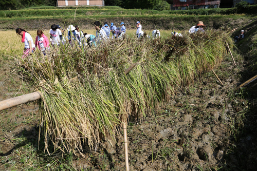 参加者は刈り取りから稲掛けまで一連の作業を体験