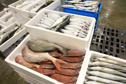 鯛やブリなど新鮮な魚介類が競り落とされた