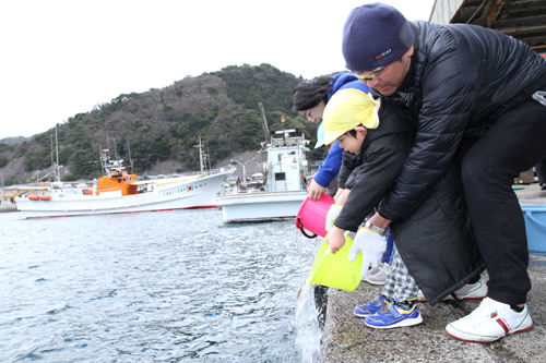 平成29年は、山口県の日本海側で合計54,000尾の放流が予定されている