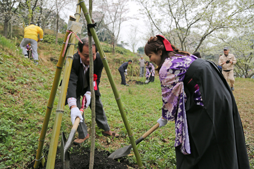 青海島桜姫の手で「サトザクラ」の苗木の植樹が行われる