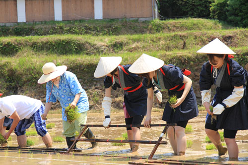 昔ながらの田植え定規を使って苗を植え付け