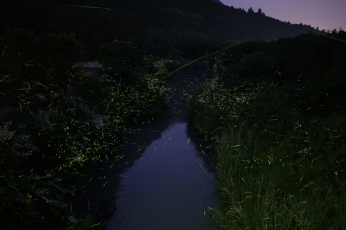 樅の木橋など三隅川沿いでは蛍が多く観察できる（別の日に撮影）