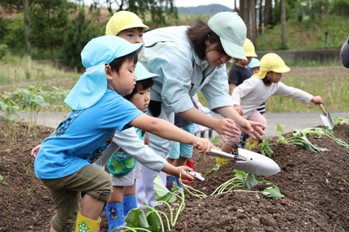 移植ごてを使い、サツマイモの苗を植えていく