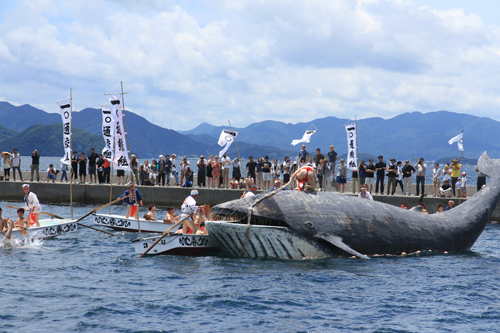 4隻の勢子船でクジラを湾内に追い込み、網に絡んだところを捕獲する