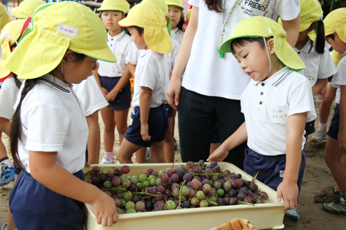 収穫されたピオーネは、この日の給食として全園児に振る舞われた