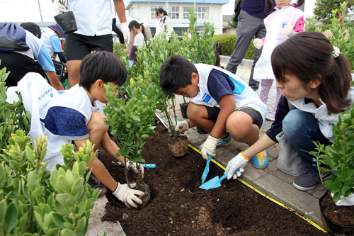 センザキッチンの入口道路脇にある花壇にオウゴンマサキを植樹