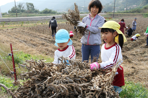 この日は豆の選別体験も予定され、今月28日（火曜日）には豆腐作り体験も行われる