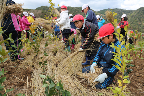 17種類400本の苗を植えると、上からわらをかぶせていく