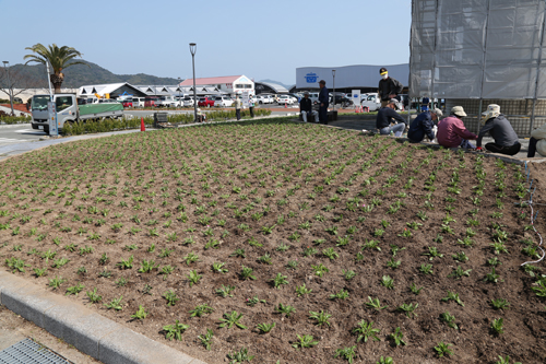 3月下旬から4月上旬にかけて咲き始め、赤・白・黄色と色とりどりの花が咲くとのこと