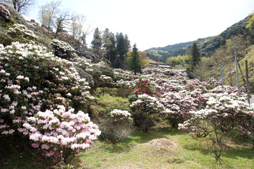 早咲きと遅咲きの株があり、今月一杯は花を楽しめるとのこと