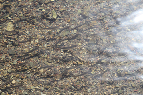 三隅川の清流の中、優雅に泳ぐ鮎の群れ