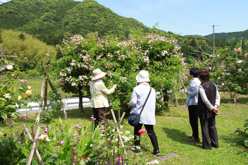 来園者は、「風情があって美しい。本当に癒される」と感想を話していました