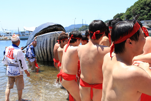 赤ふんどし姿の男衆が仕留めた鯨を陸へとあげる