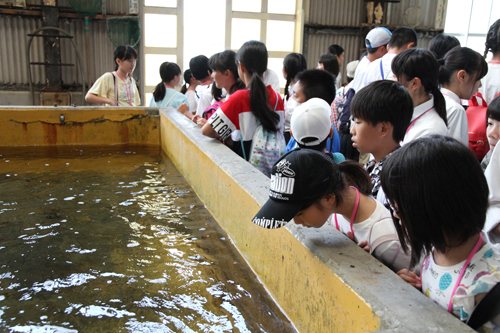 参加者たちは、長州ながと水産の養殖場に行き、とらふぐ、ひらめ、チヌなどを見学