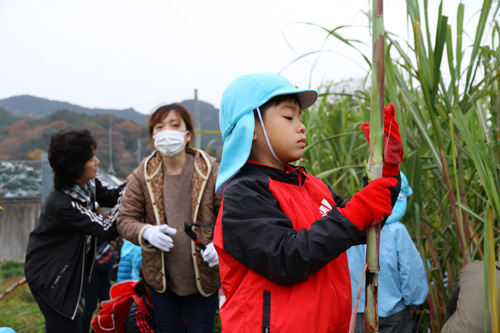 長門でさとうきびを収穫する貴重な体験