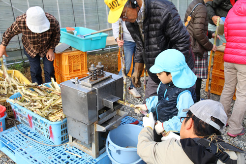 圧搾機にさとうきびを入れて、搾汁を抽出