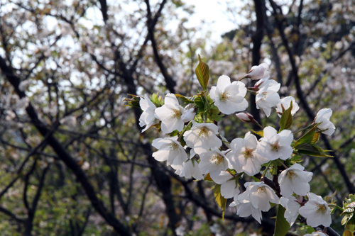 今年もきれいな桜が見られました