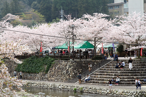 今年は桜の開花期間が長く、花見を楽しむ市民でにぎわう