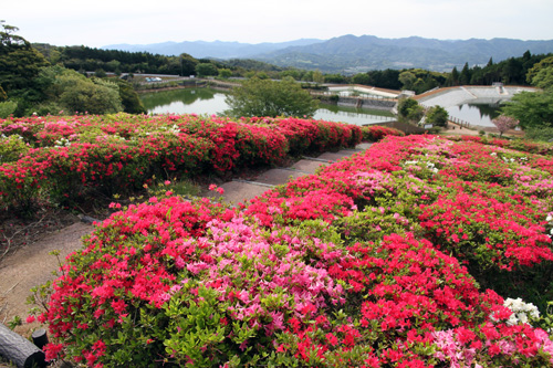 赤、ピンク、白と色とりどりのツツジが咲く菅無田公園