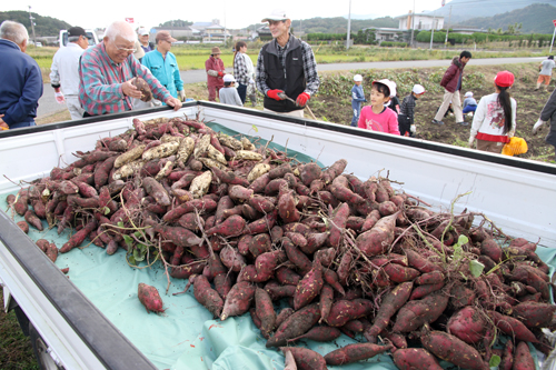 軽トラック一杯の芋を収穫