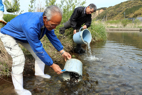 三隅川で鮎の放流が行われた