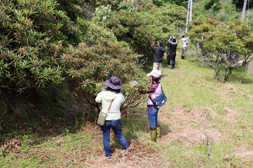 俵山シャクナゲ園は3万本以上のシャクナゲが植えられています