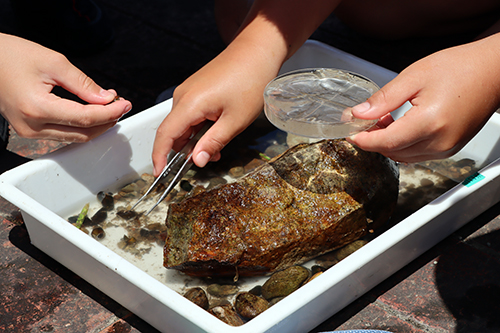 見つけた生き物の名前などを調べる