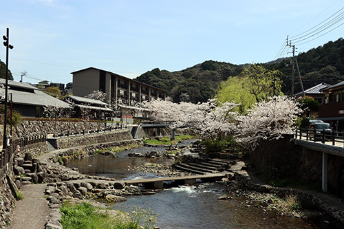 桜の見ごろを迎えた長門湯本温泉