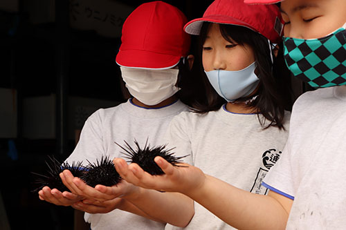 畜養されているウニに触れて学ぶ通小学校の子どもたち